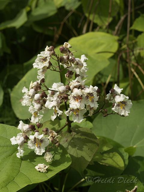 Catalpa speciosa.JPG
